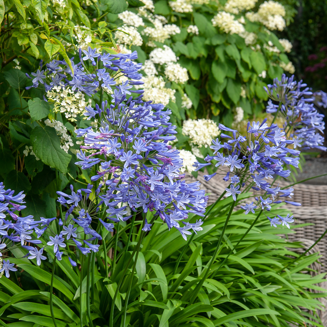 Agapanthus - 6 rinkinys - Šakniastiebiai Afrikos lelija