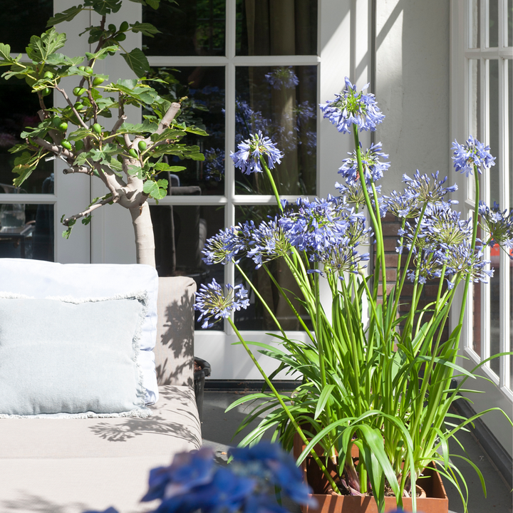 Agapanthus - 6 rinkinys - Šakniastiebiai Afrikos lelija