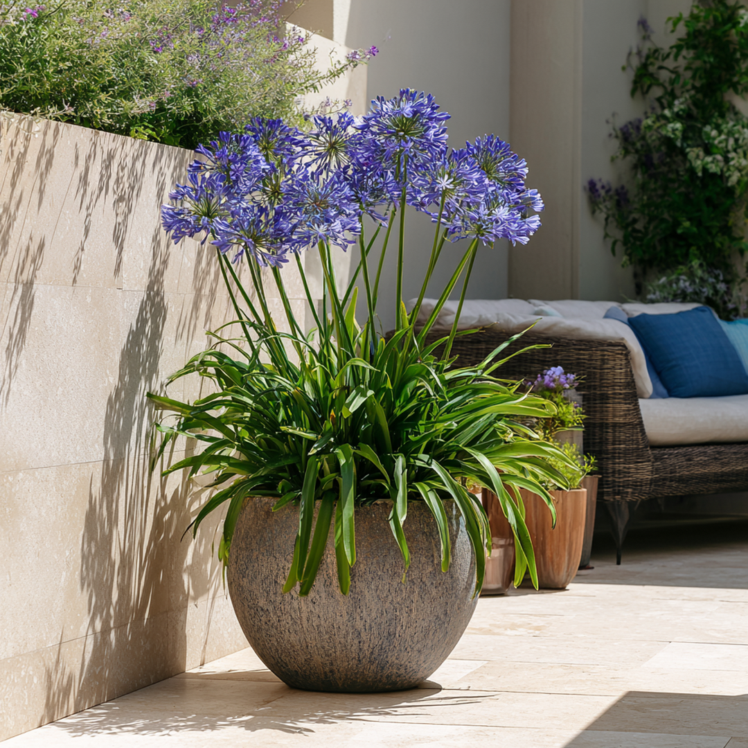 Agapanthus - 6 rinkinys - Šakniastiebiai Afrikos lelija