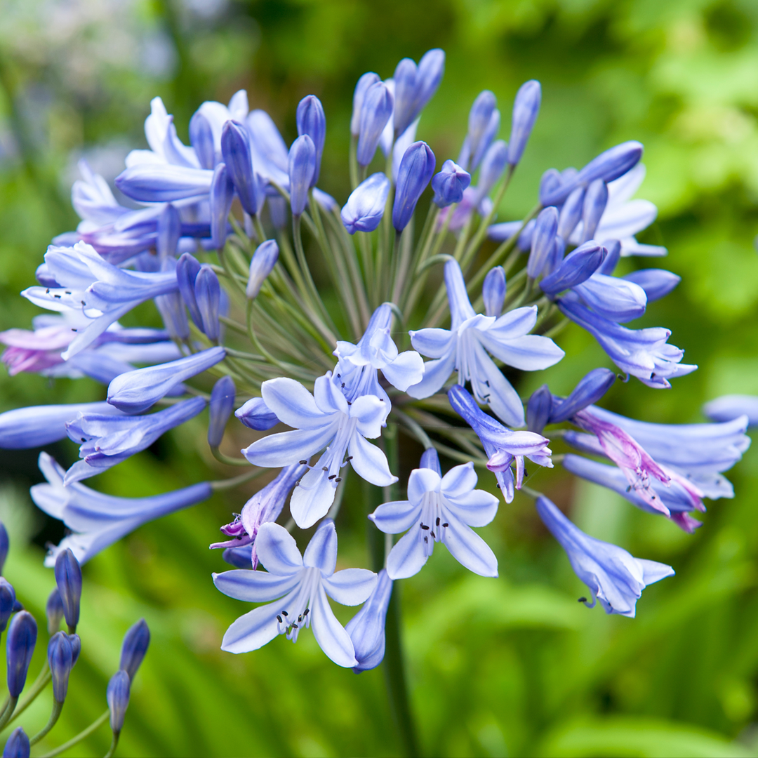 Agapanthus - Set van 6 - Wortelstokken Afrikaanse lelie