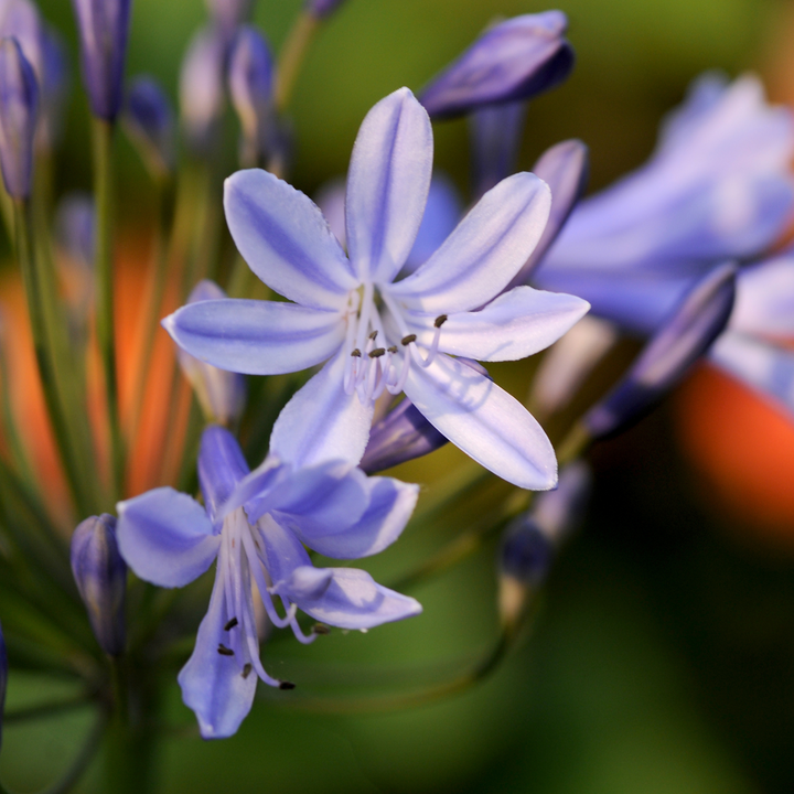 Agapanthus - Set van 6 - Wortelstokken Afrikaanse lelie