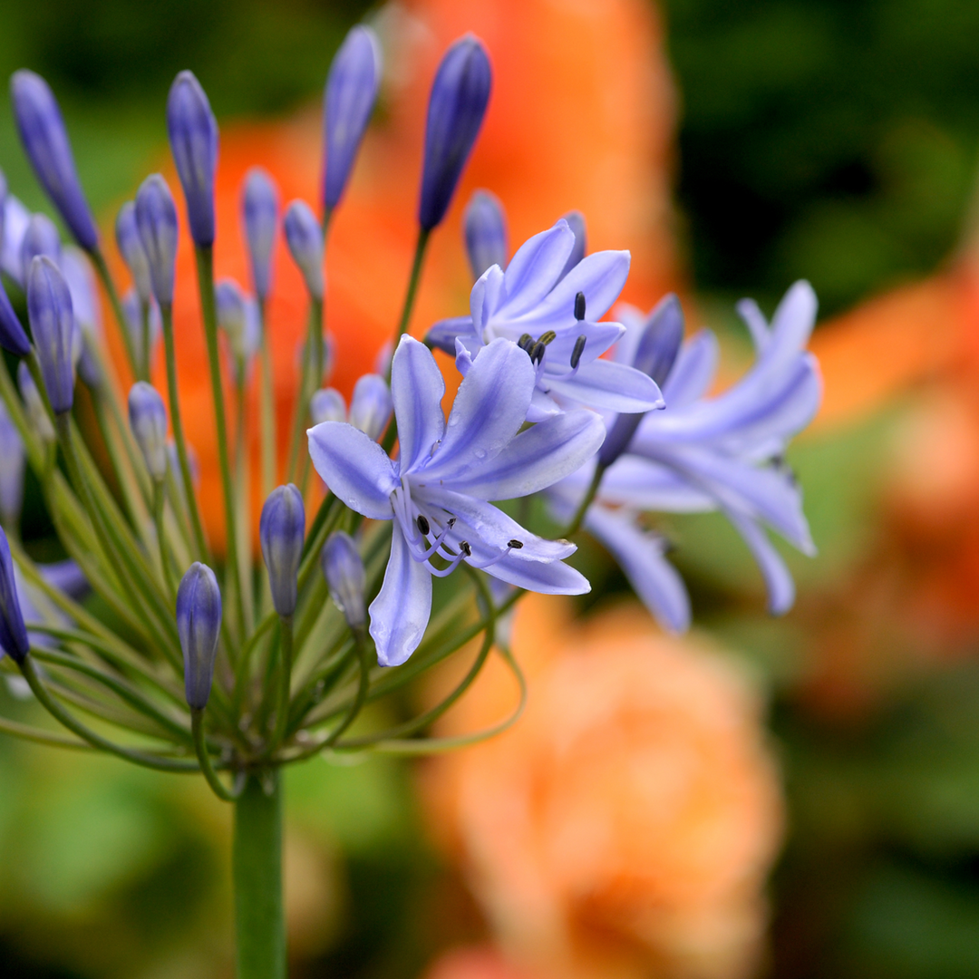 Agapanthus - Set van 6 - Wortelstokken Afrikaanse lelie