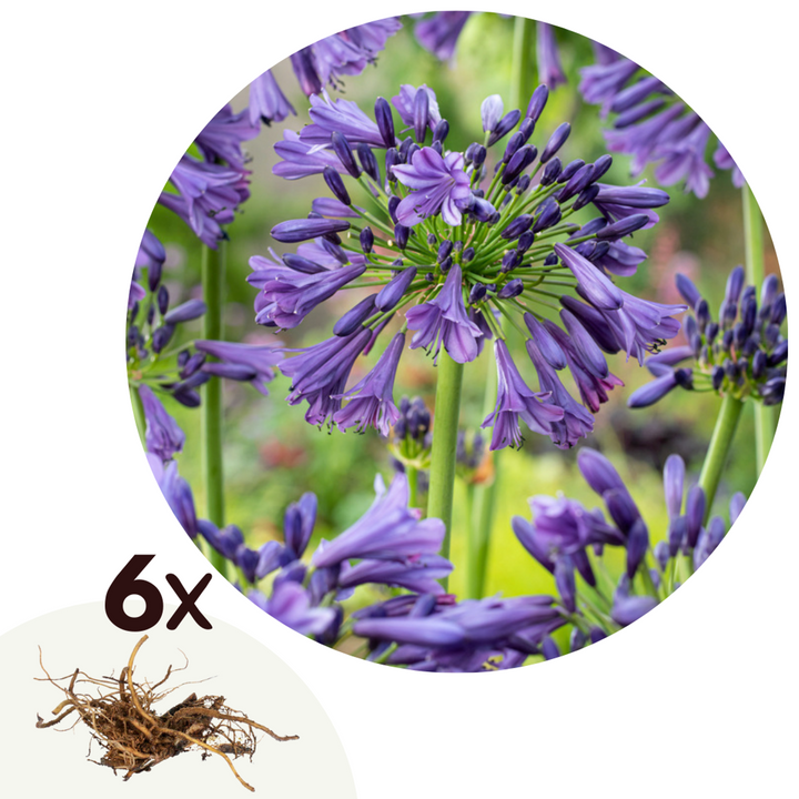 Agapanthus - Set van 6 - Wortelstokken Afrikaanse lelie