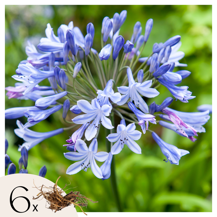 Agapanthus - Set van 6 - Wortelstokken Afrikaanse lelie