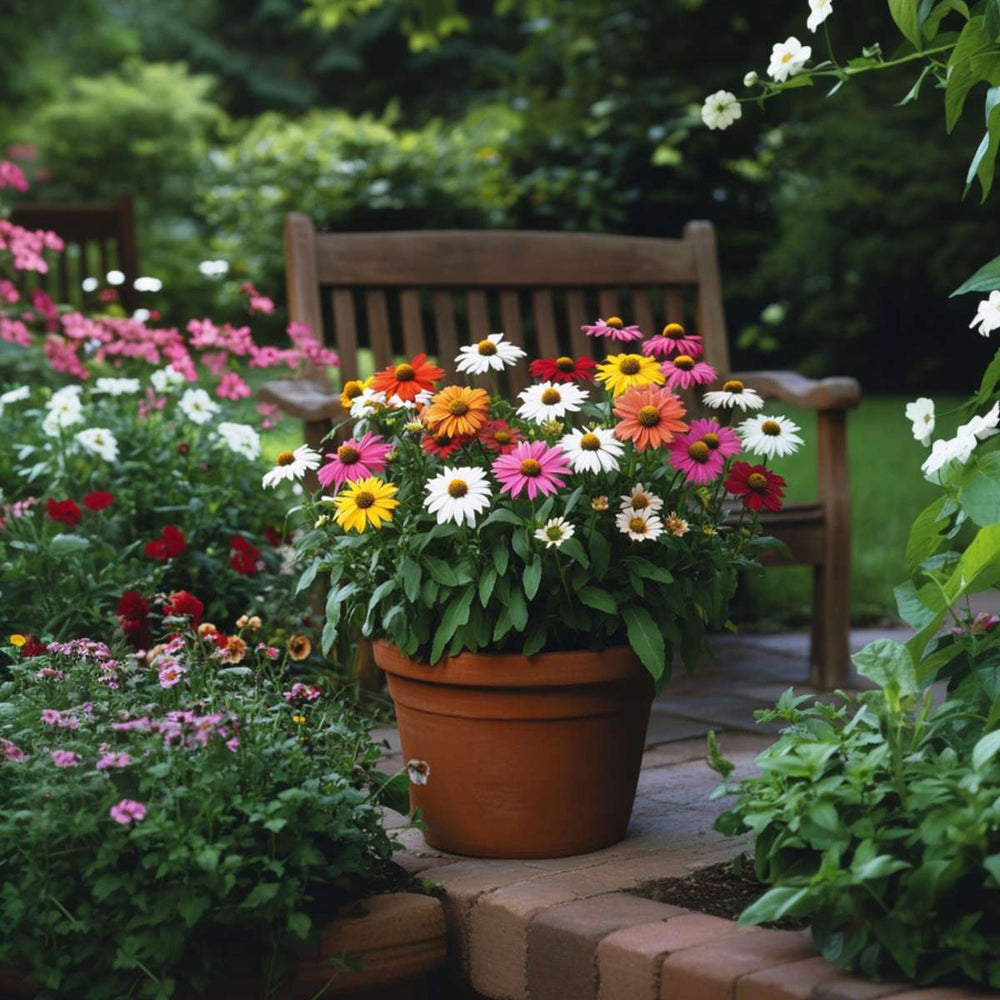 Ehinacea - Mješavina 6 - Ehinacea - Koreni - FloraStore