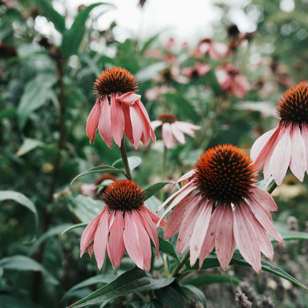 Ehinacea - Mješavina 6 - Ehinacea - Koreni - FloraStore
