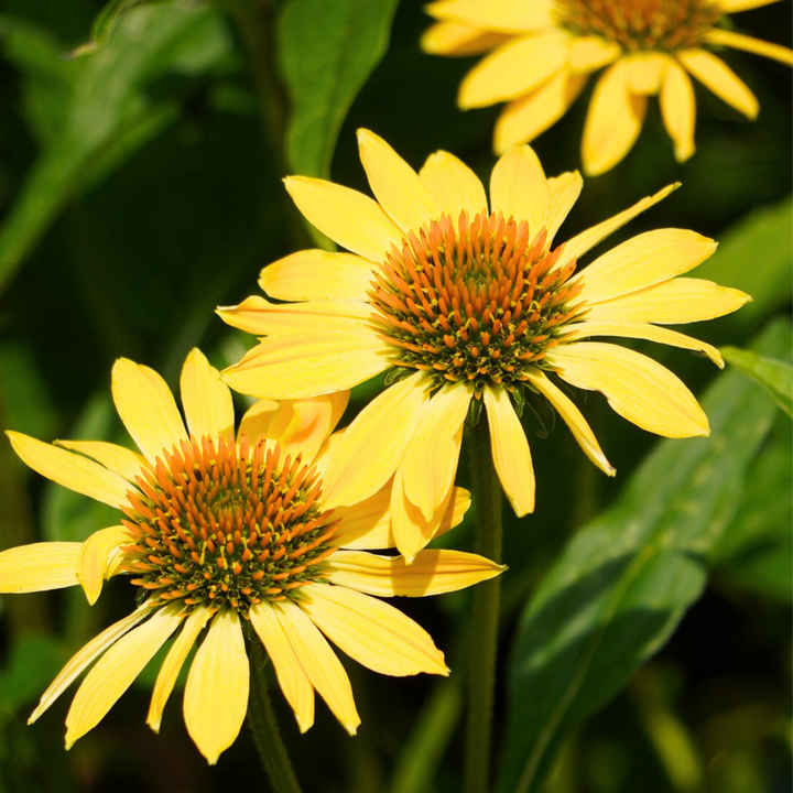 Ehinacea - Mješavina 6 - Ehinacea - Koreni - FloraStore