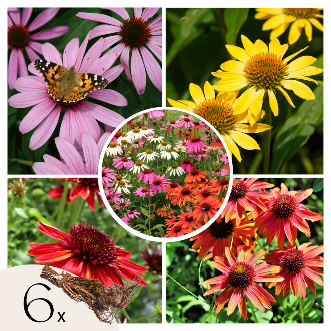 Ehinacea - Mješavina 6 - Ehinacea - Koreni - FloraStore