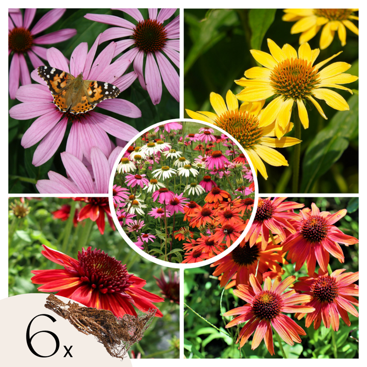 Ehinacea - Mješavina 6 - Ehinacea - Koreni - FloraStore