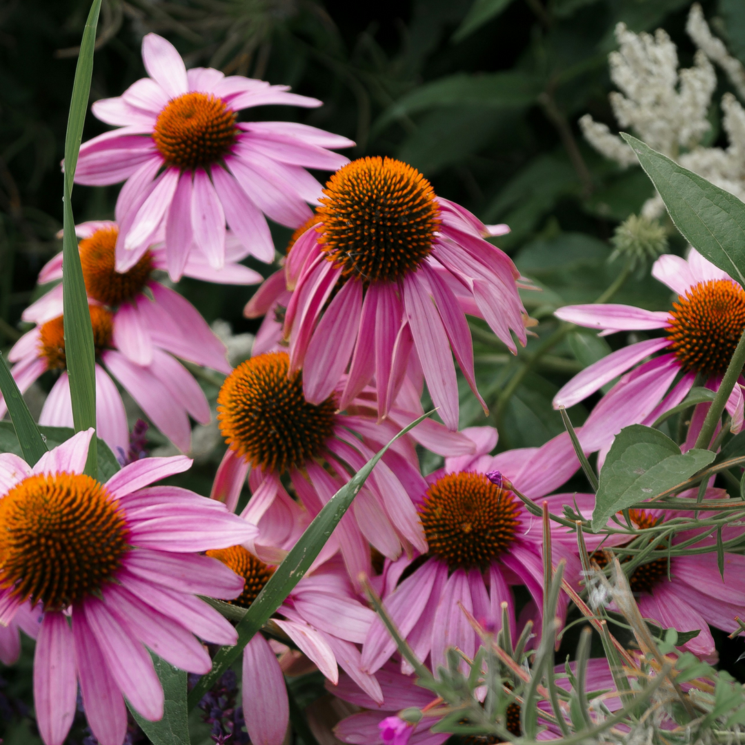 Echinacea Purpurea - Set of 10 - Purple Coneflower - FloraStore