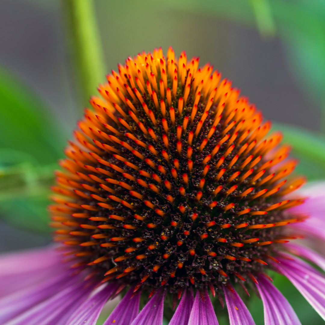 Echinacea Purpurea - Set of 10 - Purple Coneflower - FloraStore