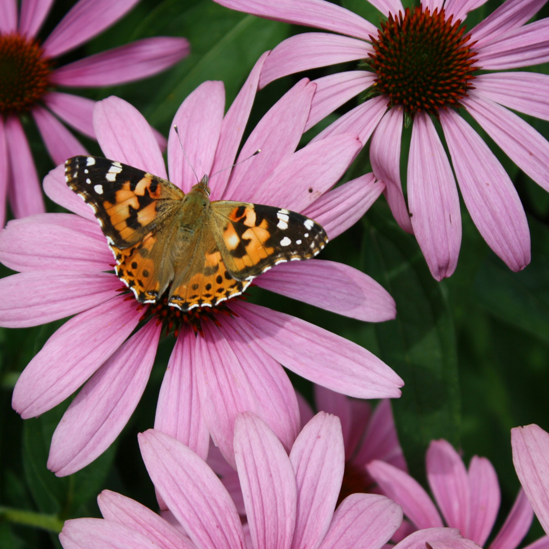 Echinacea Purpurea - Set of 10 - Purple Coneflower - FloraStore