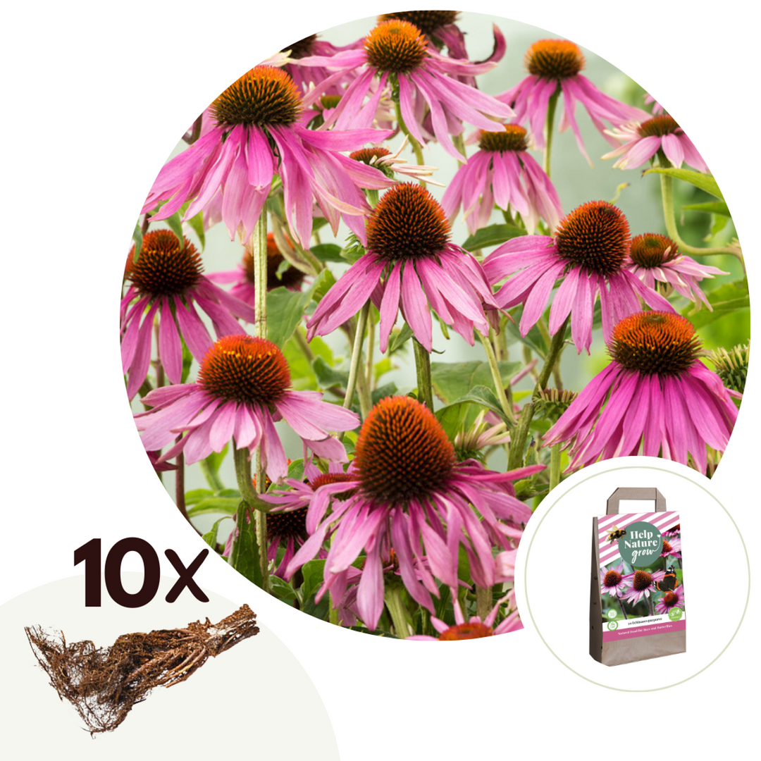 Echinacea Purpurea - Set of 10 - Purple Coneflower - FloraStore