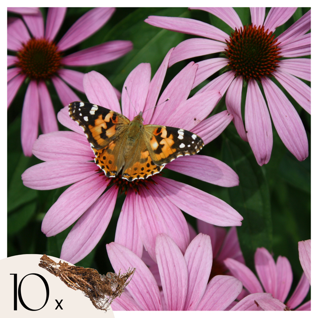 Echinacea Purpurea - Set of 10 - Purple Coneflower - FloraStore