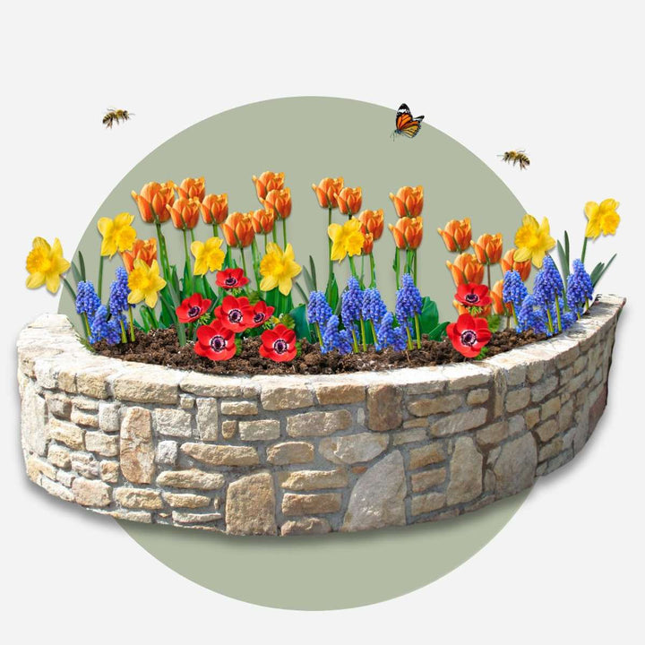 Bulb Garden Šareni - Set od 125 - Cvjetne lukovice