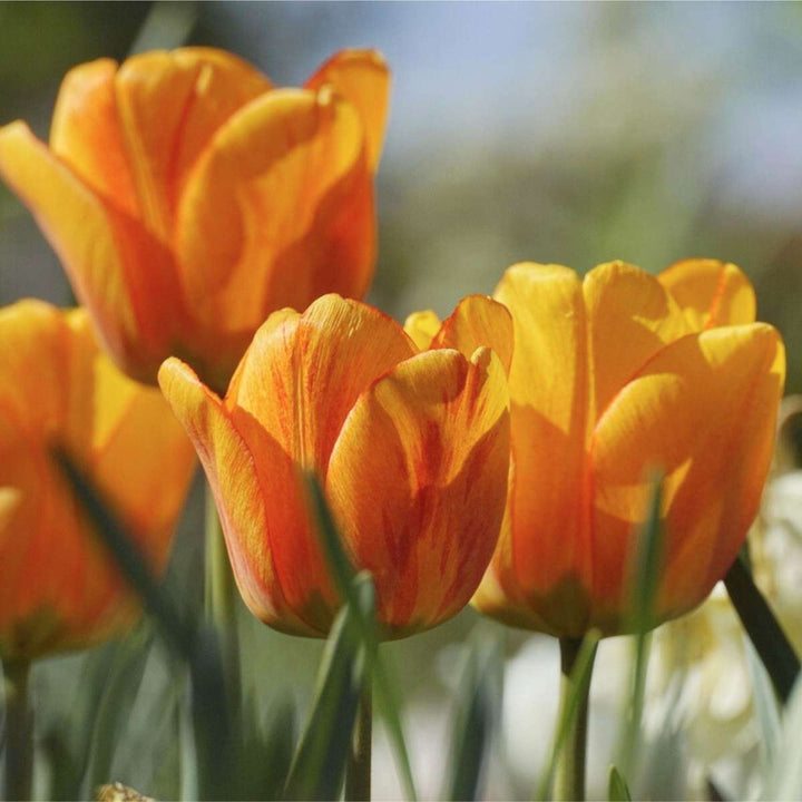 Bulb Garden Šareni - Set od 125 - Cvjetne lukovice