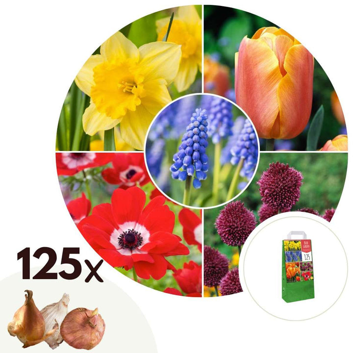 Bulb Garden Šareni - Set od 125 - Cvjetne lukovice