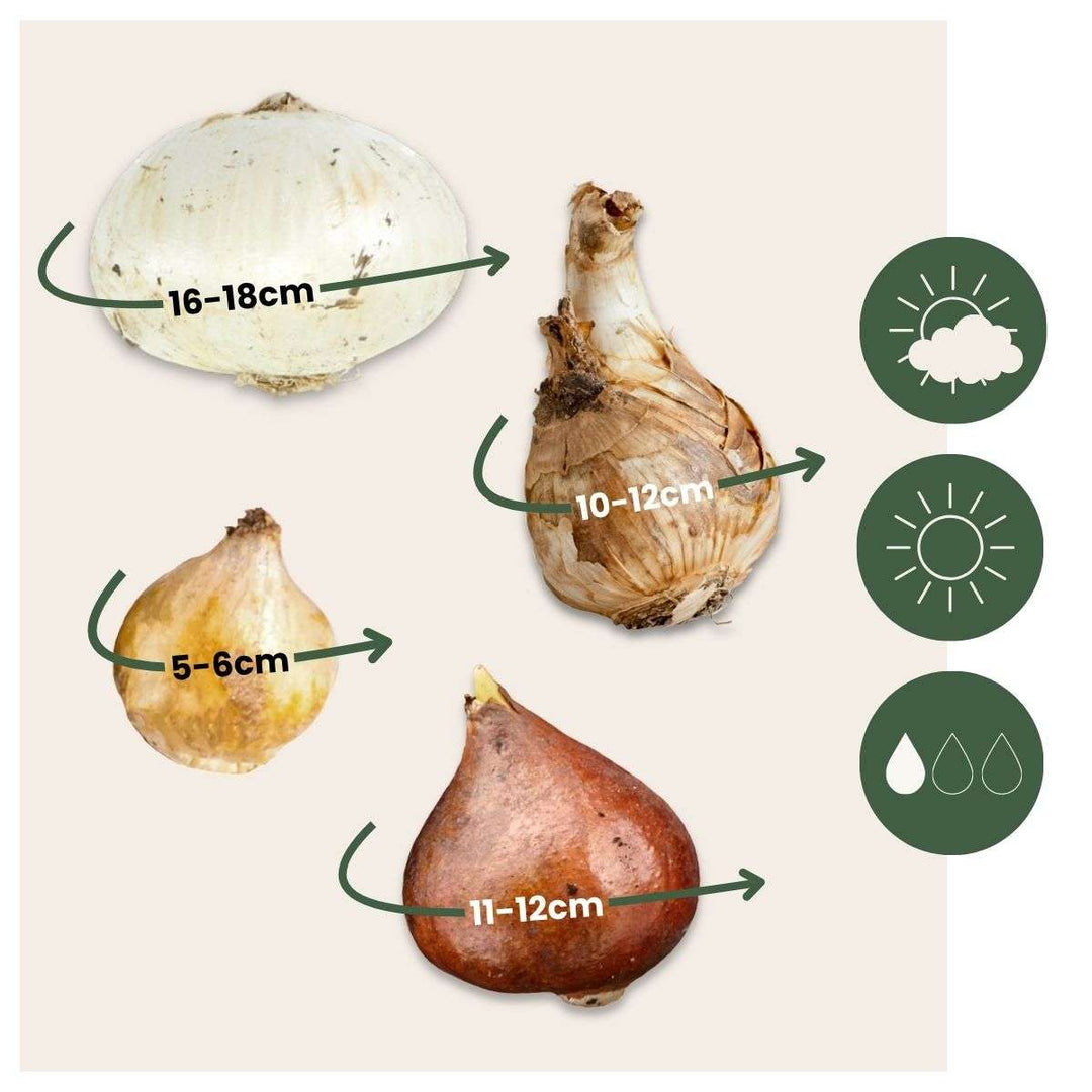 Bulb Garden Šareni - Set od 125 - Cvjetne lukovice