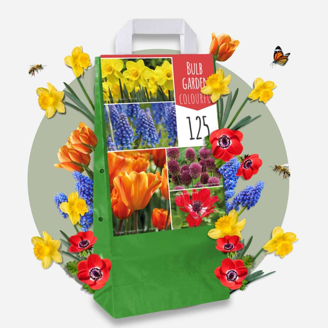 Bulb Garden Šareni - Set od 250 - Cvjetne lukovice