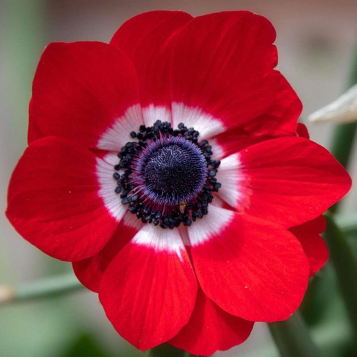 Bulb Garden Šareni - Set od 250 - Cvjetne lukovice