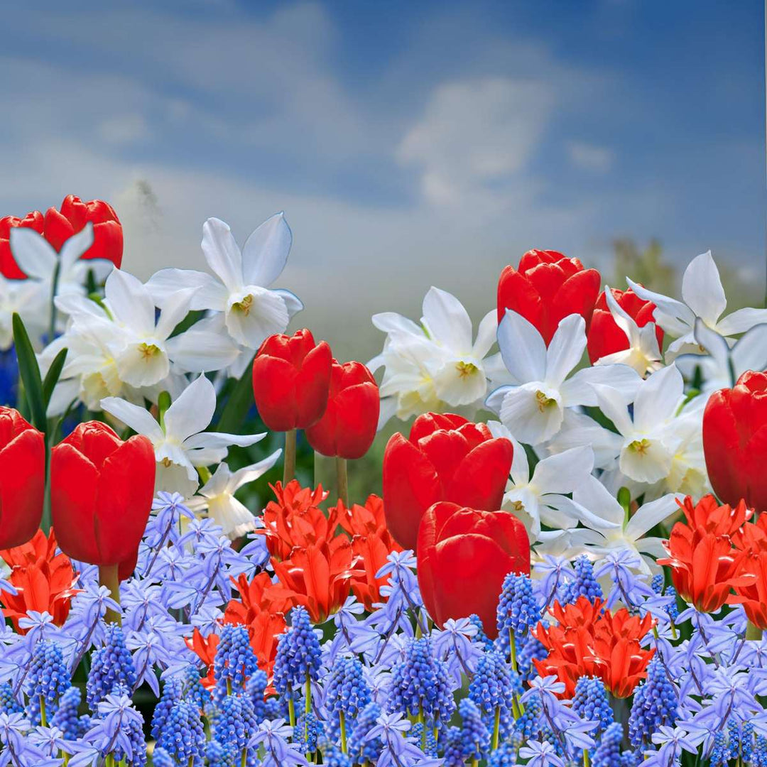 Gėlių svogūnėliai iš Olandijos - 125 vnt. rinkinys