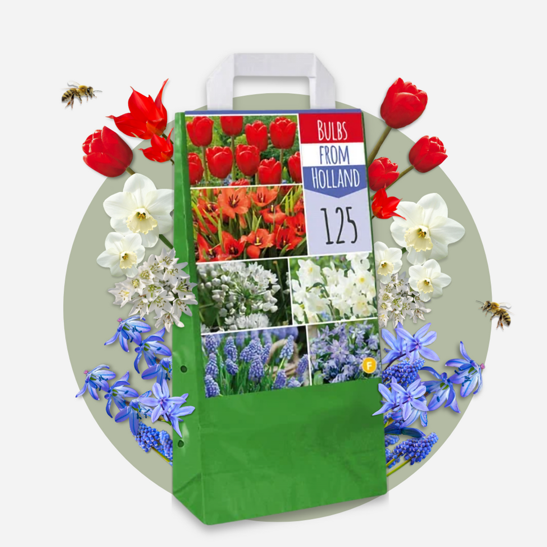 Gėlių svogūnėliai iš Olandijos - 125 vnt. rinkinys