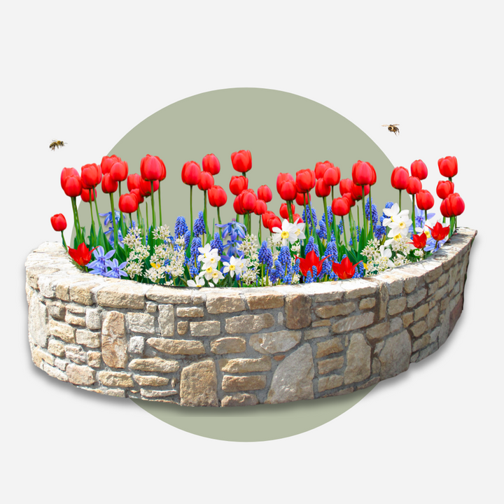 Lukovice cvijeća iz Nizozemske - Set od 250