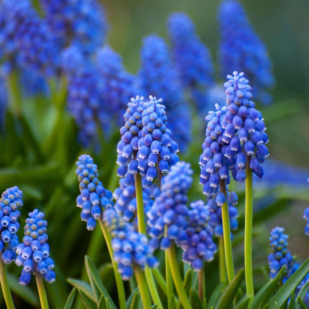 Gėlių svogūnėliai iš Olandijos - 125 vnt. rinkinys