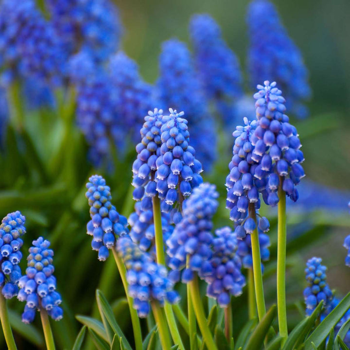 Gėlių svogūnėliai iš Olandijos - 125 vnt. rinkinys