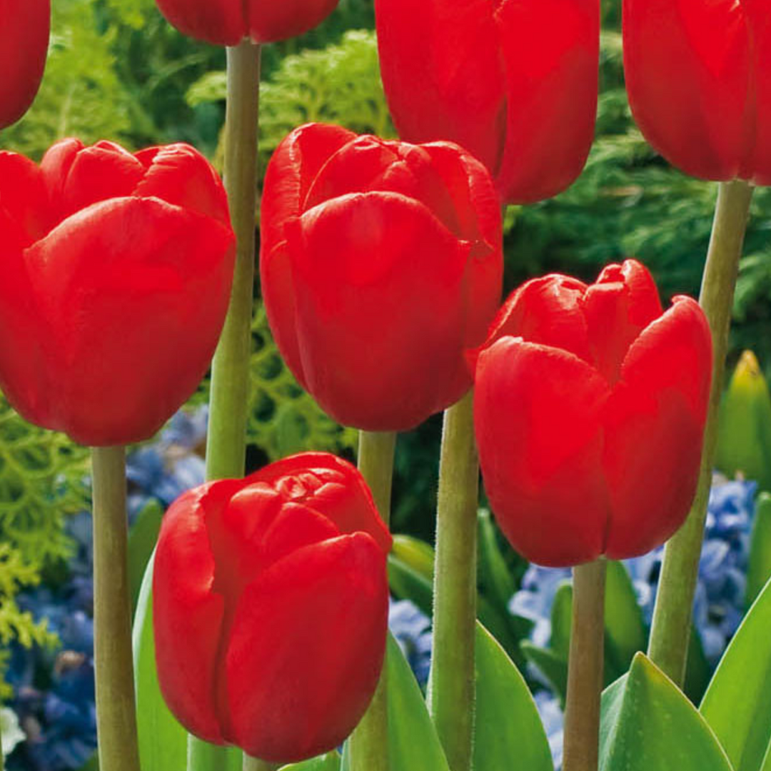 Gėlių svogūnėliai iš Olandijos - 125 vnt. rinkinys