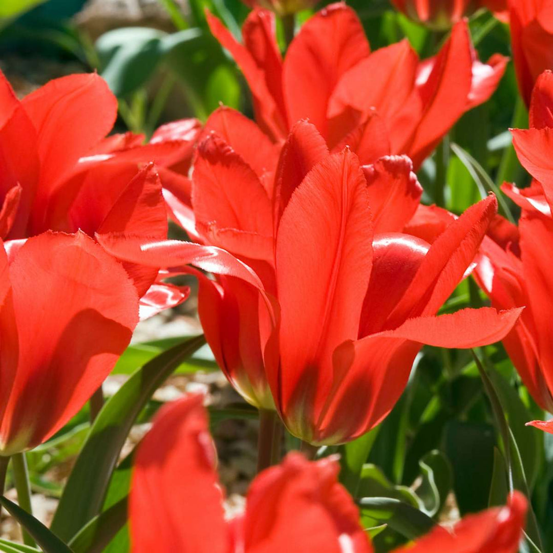 Lukovice cvijeća iz Nizozemske - Set od 250