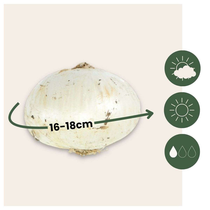 Blije Vlinder - Set van 40 - Aantrekkelijk voor Vlinders