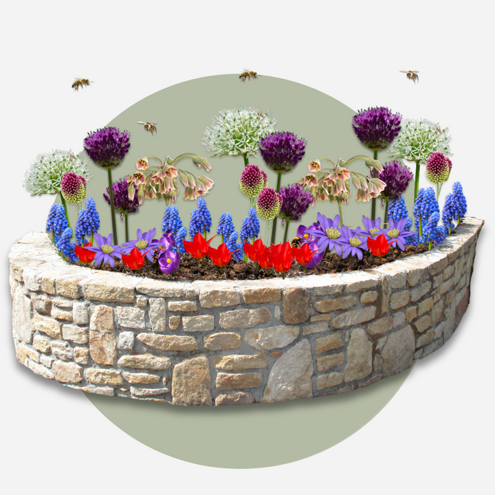 Sretna pčela - Set od 80 - Lukovice cvijeća prilagođene pčelama