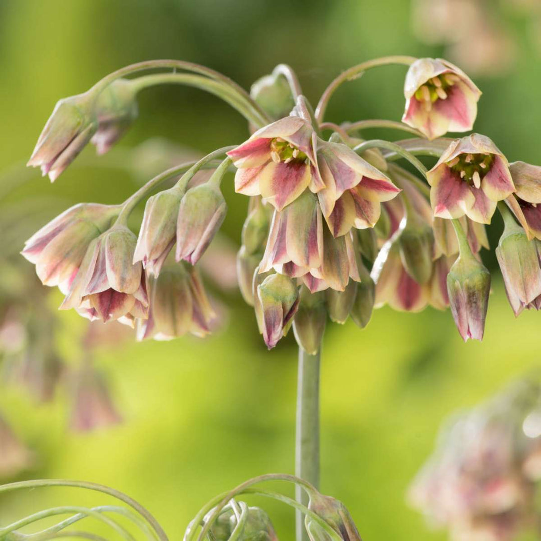 Sretna pčela - Set od 80 - Lukovice cvijeća prilagođene pčelama