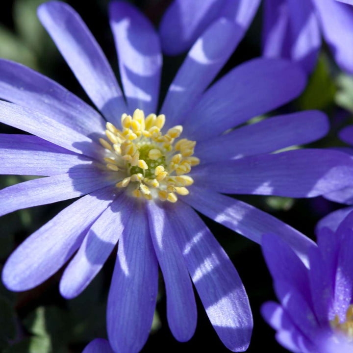 Sretna pčela - Set od 80 - Lukovice cvijeća prilagođene pčelama