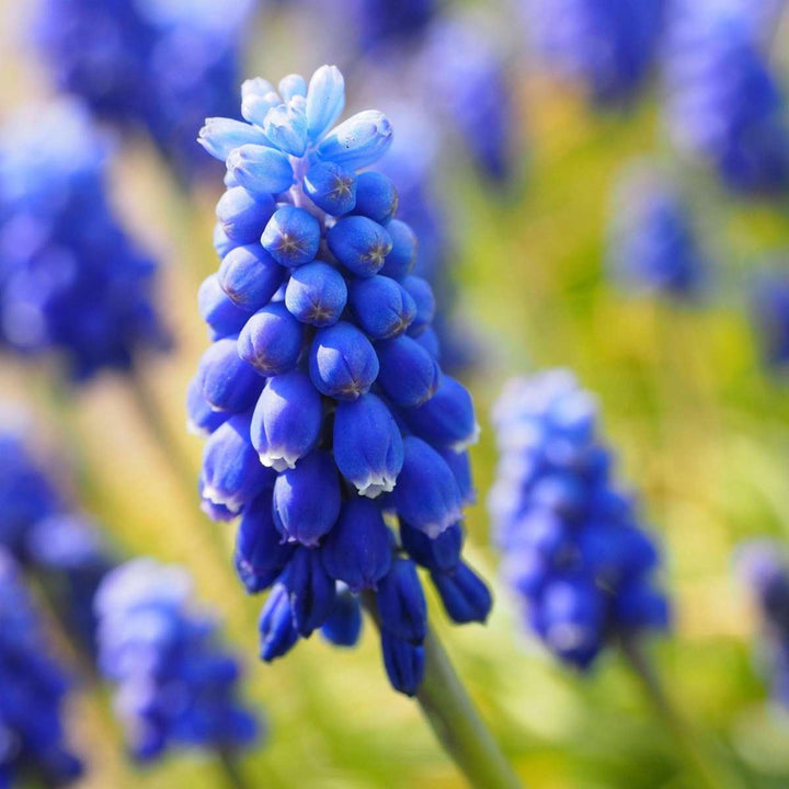 Sretna pčela - Set od 80 - Lukovice cvijeća prilagođene pčelama