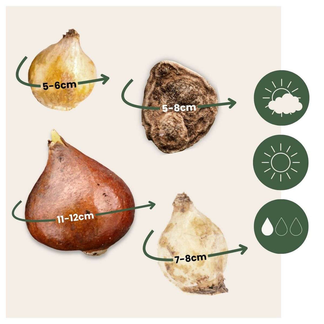 Sretna pčela - Set od 80 - Lukovice cvijeća prilagođene pčelama