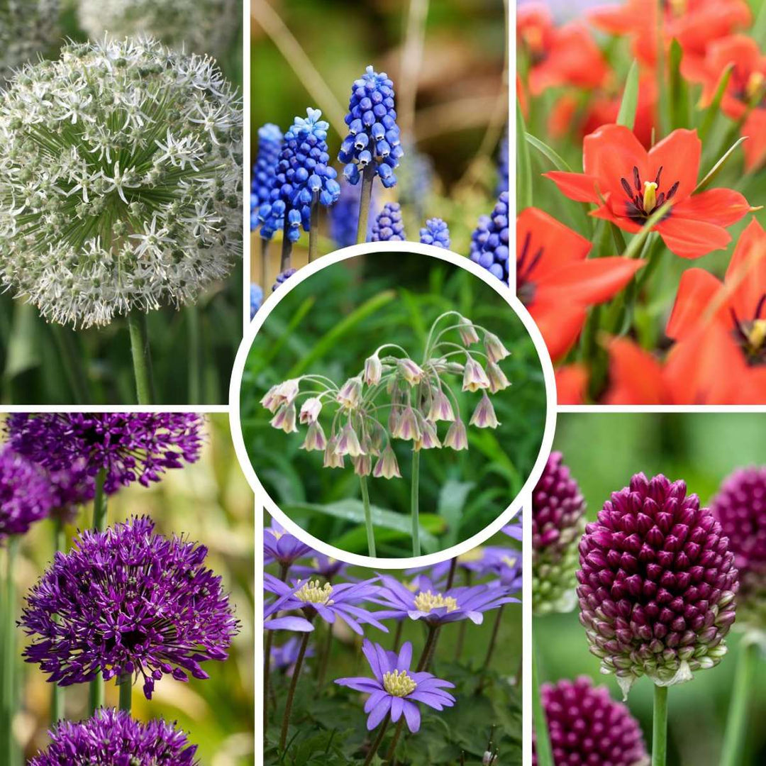 Happy Bee & Happy Butterfly - Cvjetne lukovice - Set od 120 komada