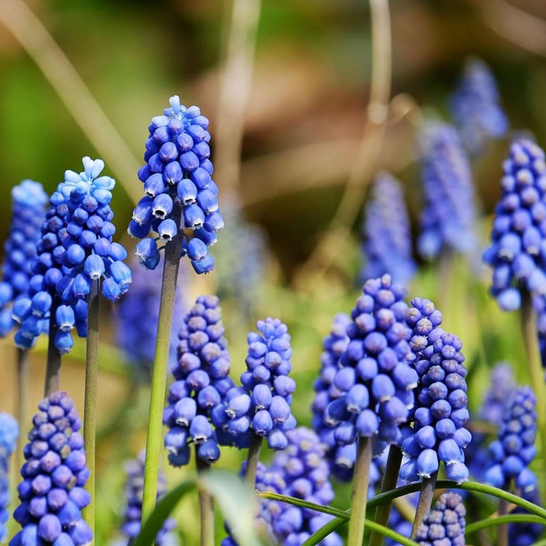 Happy Bee & Happy Butterfly - Cvjetne lukovice - Set od 120 komada