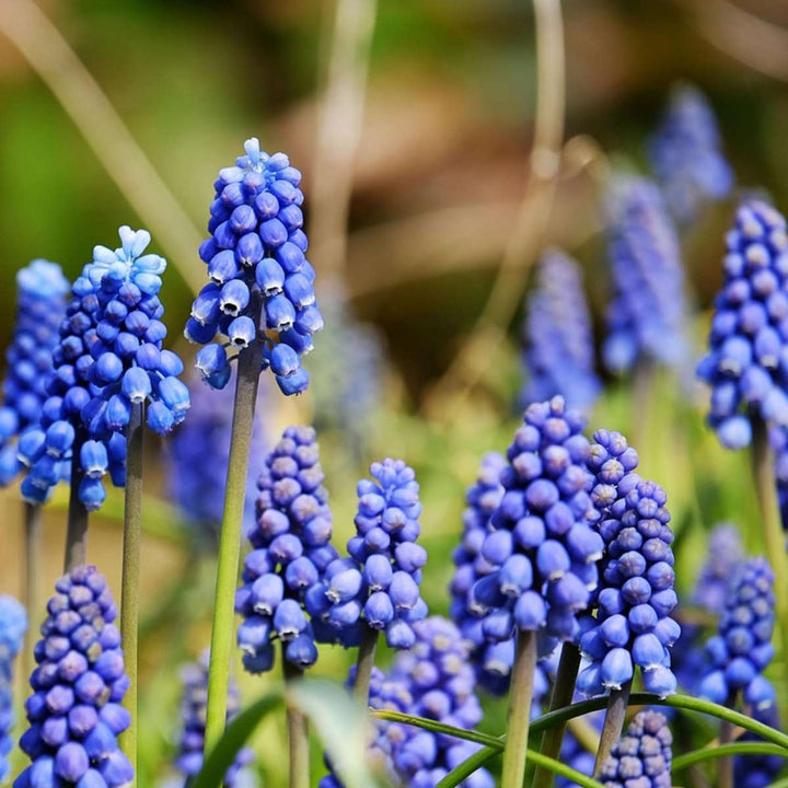 Happy Bee & Happy Butterfly - Cvjetne lukovice - Set od 120 komada