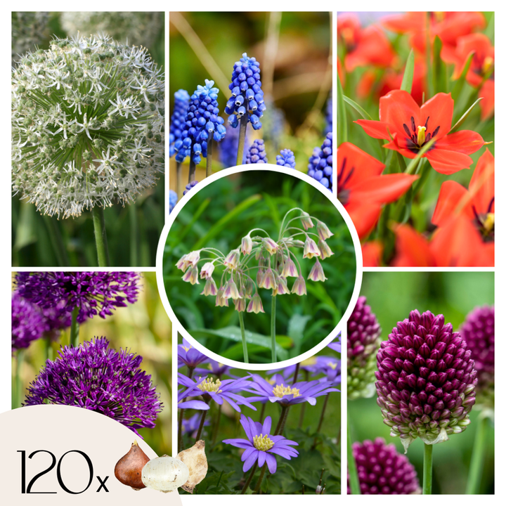 Happy Bee & Happy Butterfly - Cvjetne lukovice - Set od 120 komada