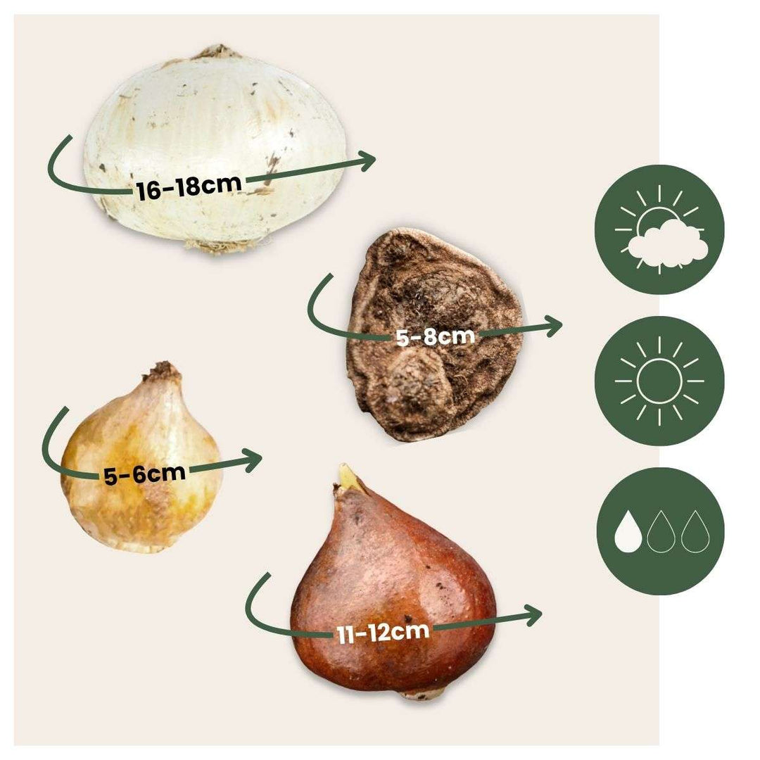 Happy Bee & Happy Butterfly - Cvjetne lukovice - Set od 120 komada