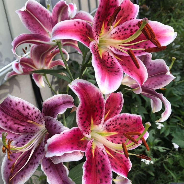 Lilium orientalis 'Stargazer' - Set van 6 - Lelie - Paars