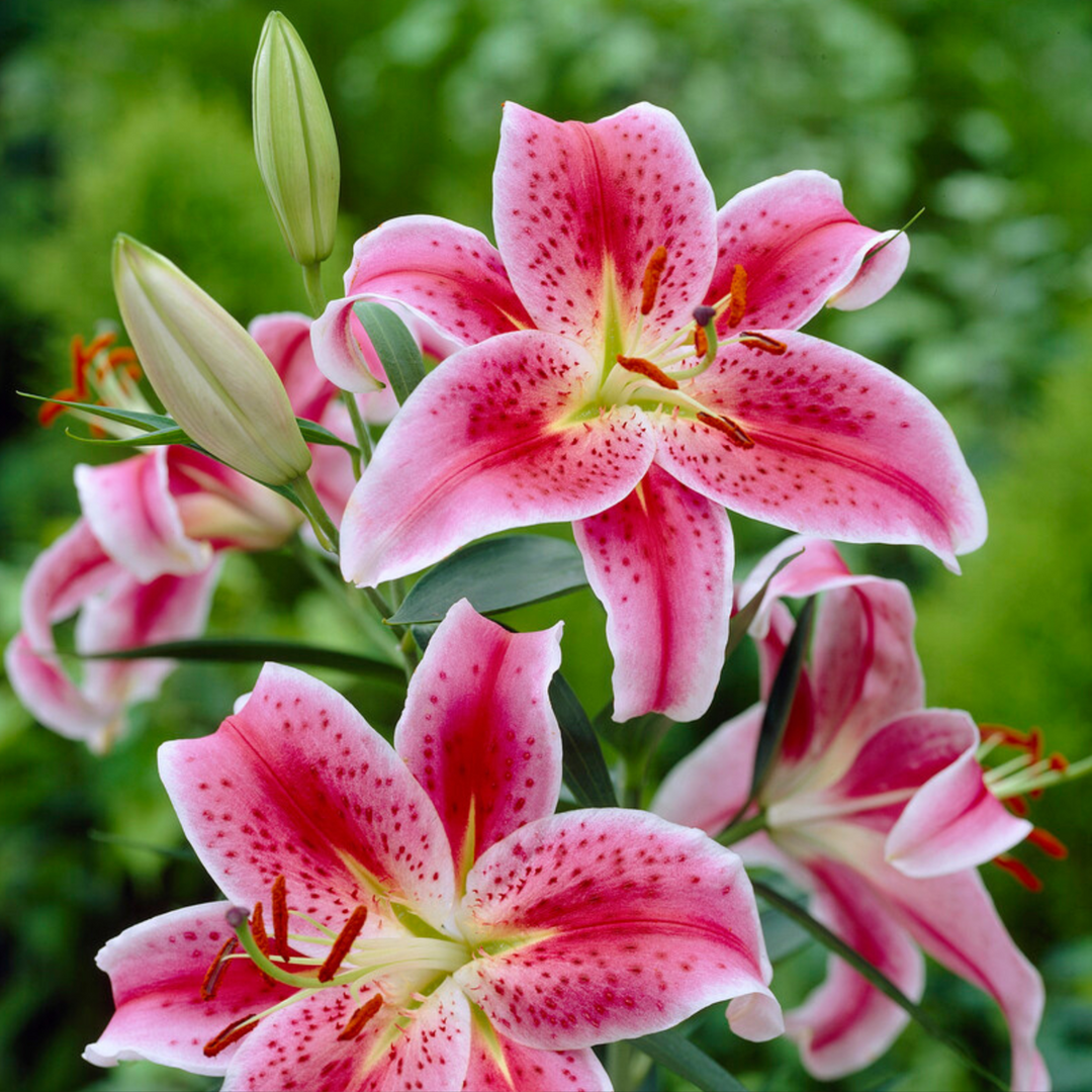 Lilium orientalis 'Stargazer' - Set van 6 - Lelie - Paars