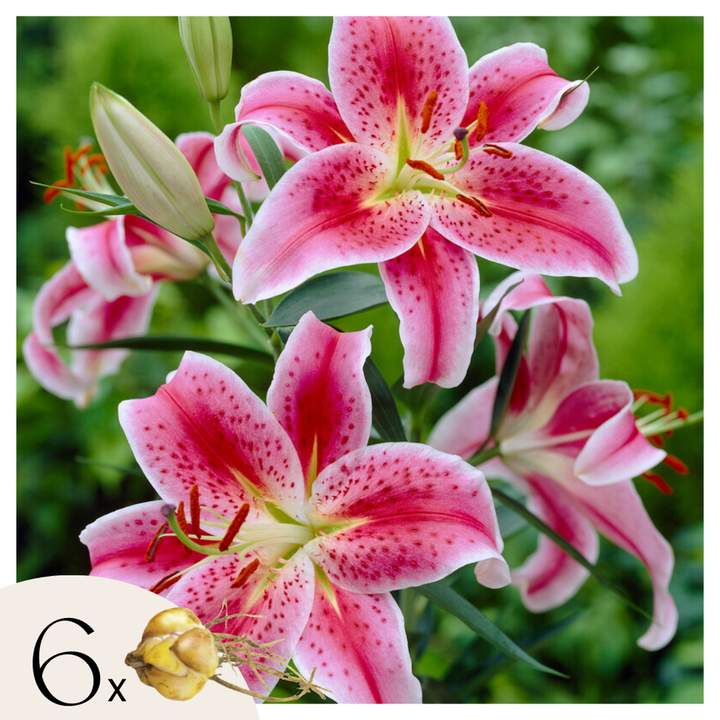 Lilium orientalis 'Stargazer' - Set van 6 - Lelie - Paars