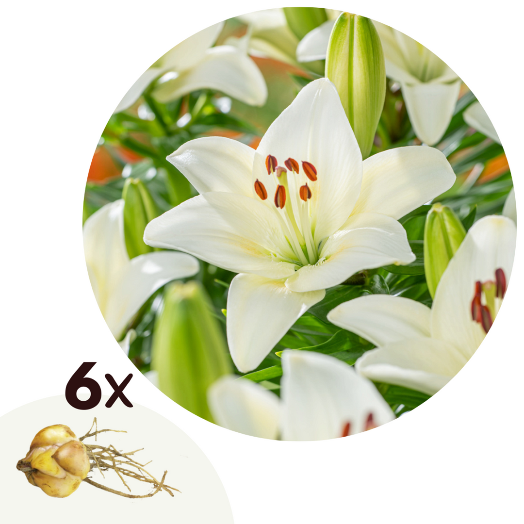 Lilium orientalis 'Happy Ice' - Set od 6 - Ljiljan - Bijeli - FloraStore