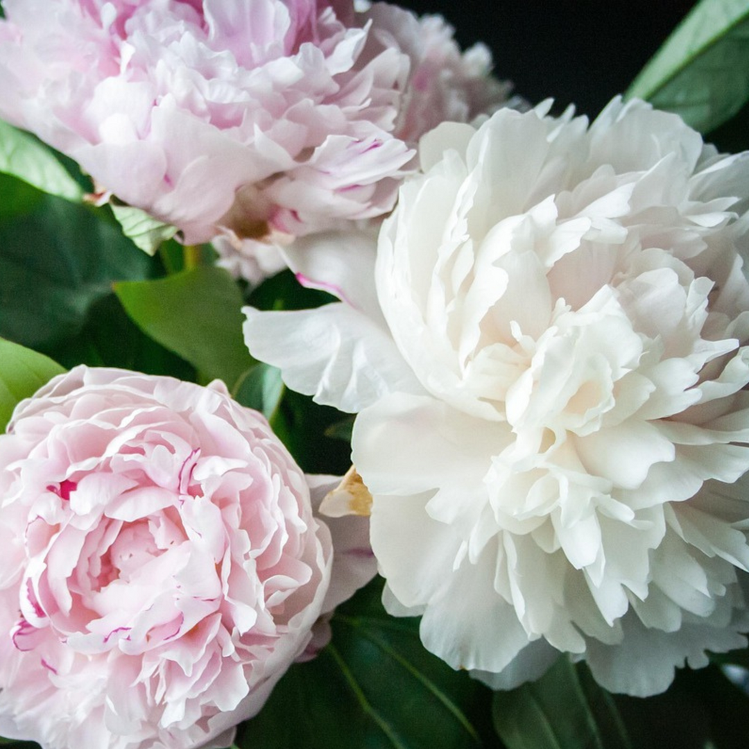 Paeonia pioen 'Duchesse de Nemours' - Set van 2 - Pioenrozen