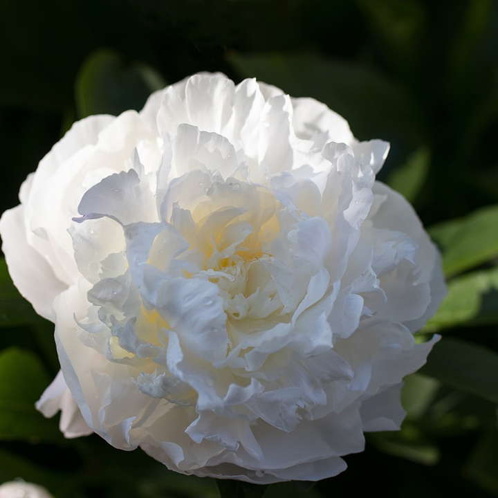 Paeonia pioen 'Duchesse de Nemours' - Set van 2 - Pioenrozen