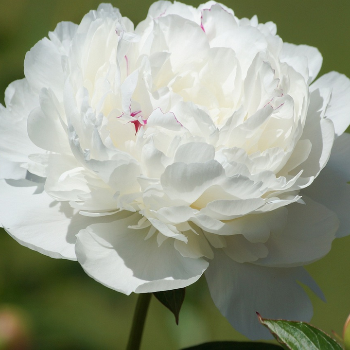 Paeonia pioen 'Duchesse de Nemours' - Set van 2 - Pioenrozen