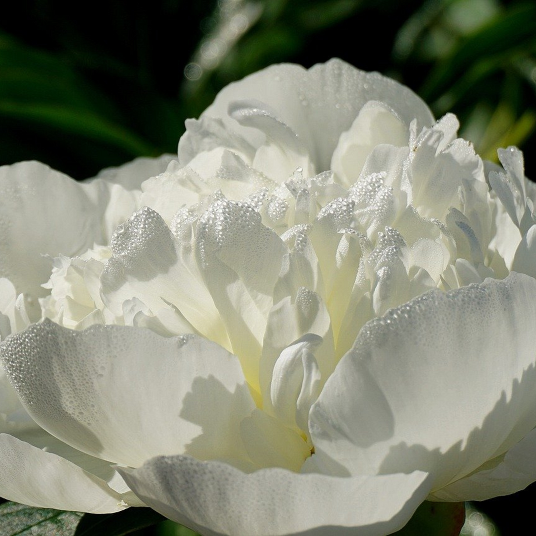 Paeonia pioen 'Duchesse de Nemours' - Set van 2 - Pioenrozen